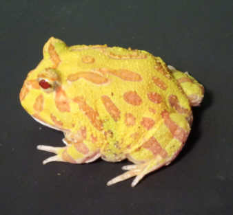 Albino Pacman