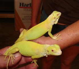 Albino Iguana