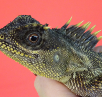 Mountain Horn Lizard