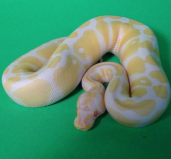 Albino 2014 Male/Female