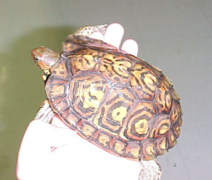 Central American Ornate Wood