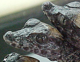 Smooth Front Caiman